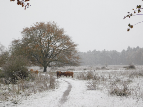 Schotse Hooglanders in de Maurik