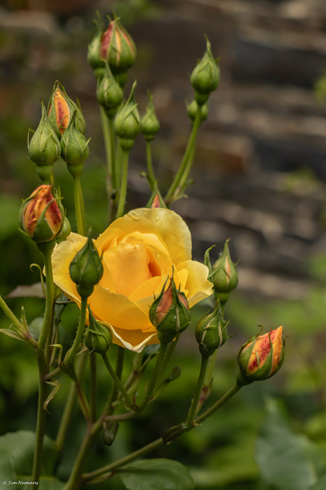 Uit de tuin van De Abdij Val Dieu