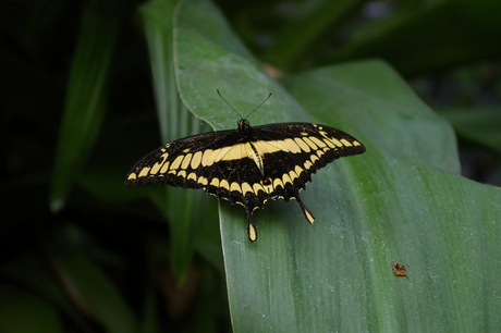 Papilio cresphontes