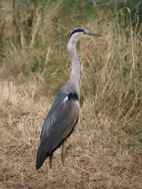 Blauwe reiger