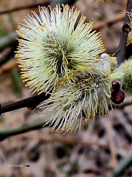 Wilgenkatjes