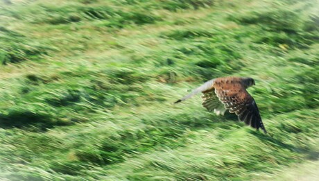 Vogel vlucht!