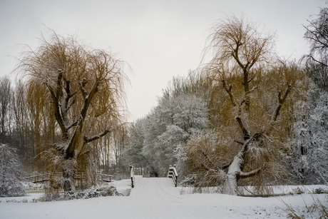 Winter in the park..