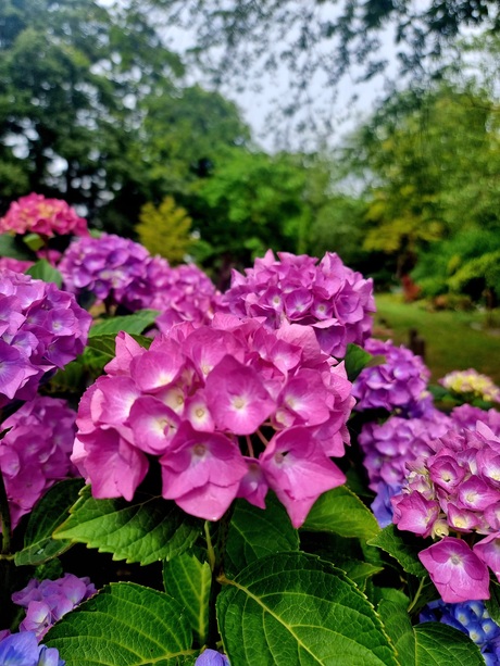 Grote hortensia