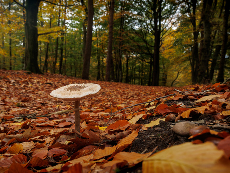 Paddenstoel tussen herfstkleuren