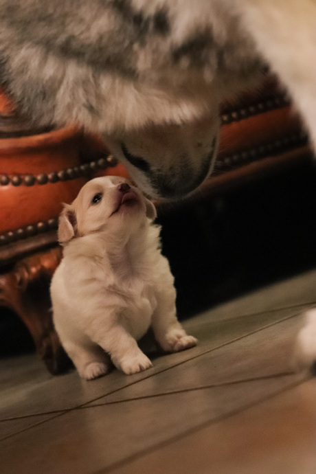 pup ontmoet grote hond 