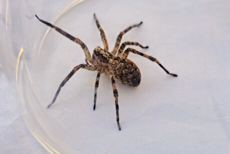 Gifitge  valse wolfspin