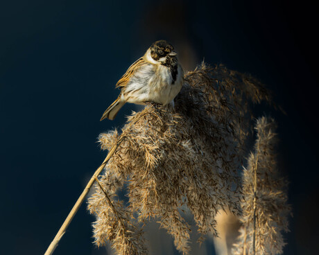 De rietgors (Emberiza schoeniclus)