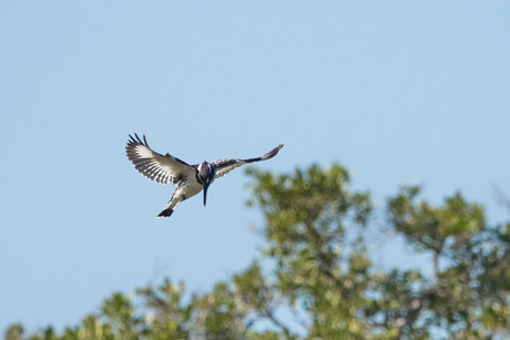 Pied Kingfisher