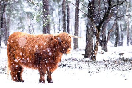 Hooglander in de sneeuw