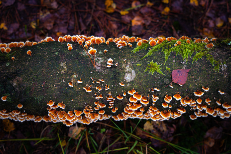 Nature's Artistry: A fallen tree transformed by fungi 🍄✨