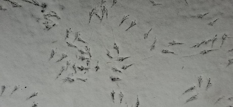 Sporen in de sneeuw.