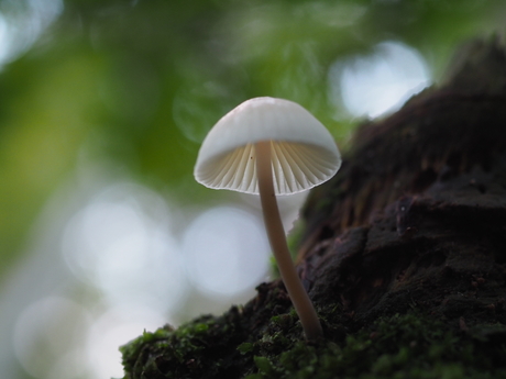 Mycena onbekend