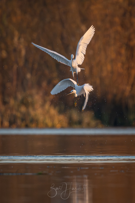 onenigheidje bij de kleine zilverreigers....