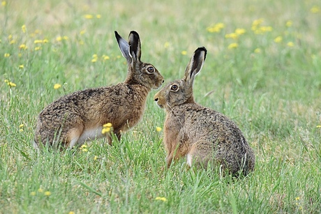 Op het eerste gezicht..