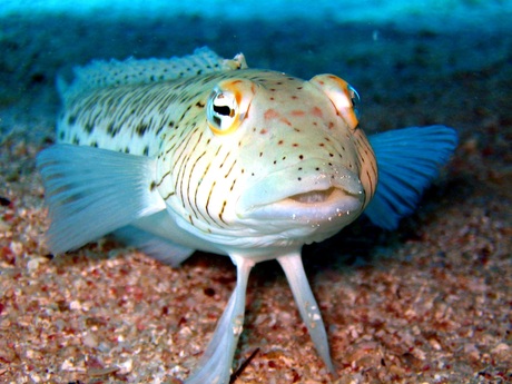 Trachinus radiatus