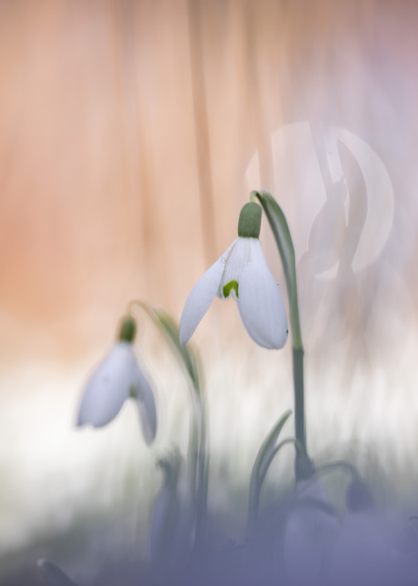 sneeuwklokjes