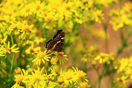 Vlinder 