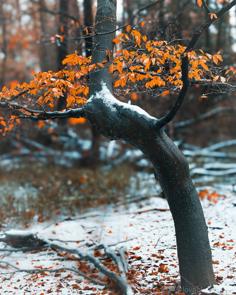 Een beetje winter