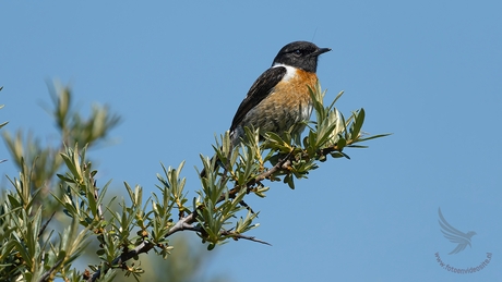 Roodborsttapuit (man)