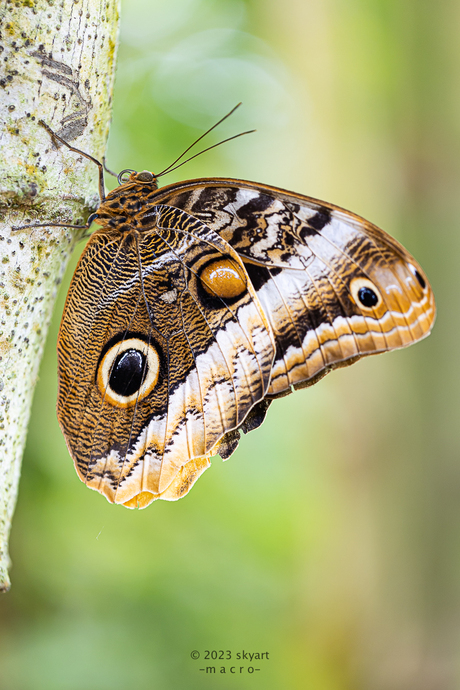 Caligo Memnon