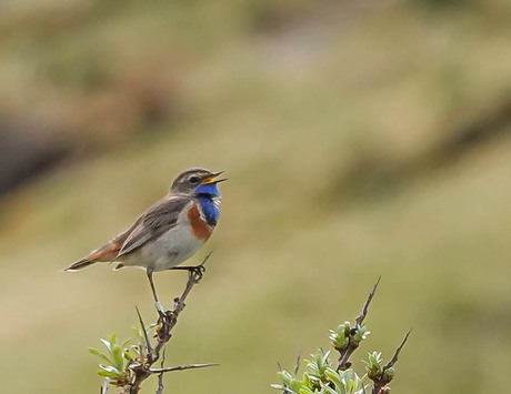 Blauwborst, Texel