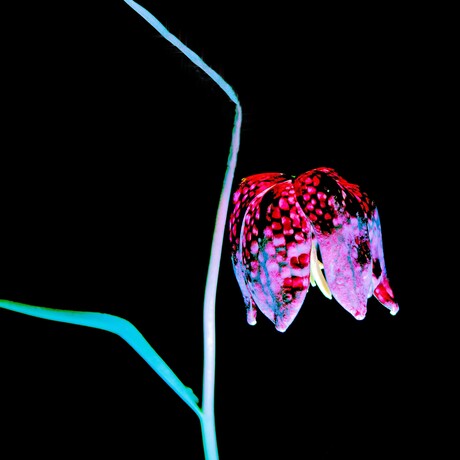 kievietsbloem in het licht