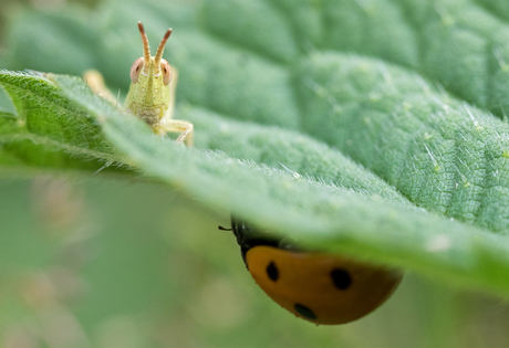 Sprinkhaan met lieveheersbeestje