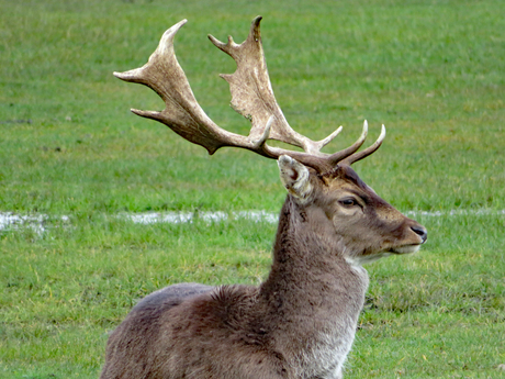 Duinen