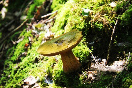 Midzomer Herfstplaatje 