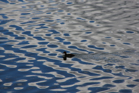 Eend in blauw-wit-grijs patroon