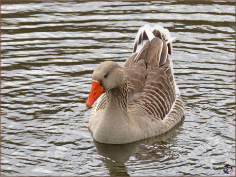 Grauwe gans …