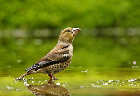 Appelvink