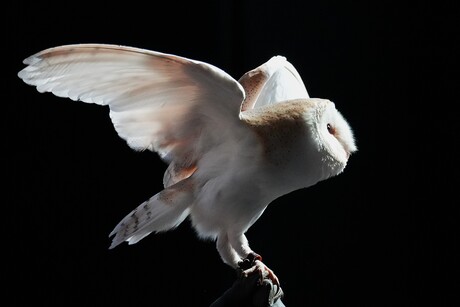 kerkuil in de spotlights