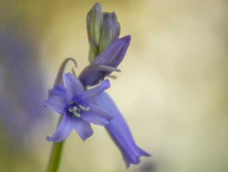 Blue Bells