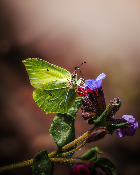 Citroenvlinder op bloem