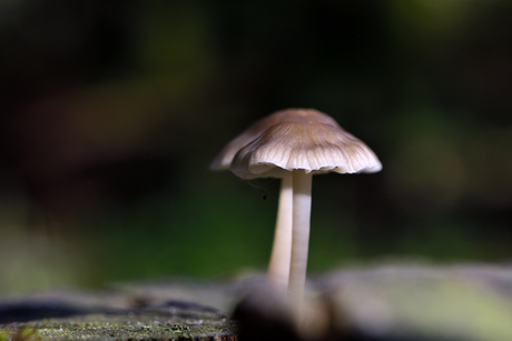 Een verstopte paddenstoel