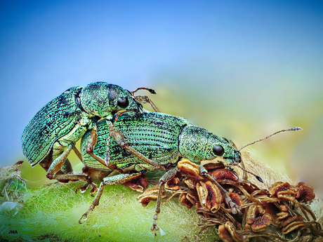 Groene struiksnuitkever 2x