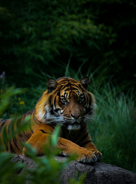 Favoriete tijger foto