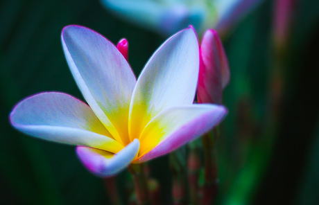 Plumeria