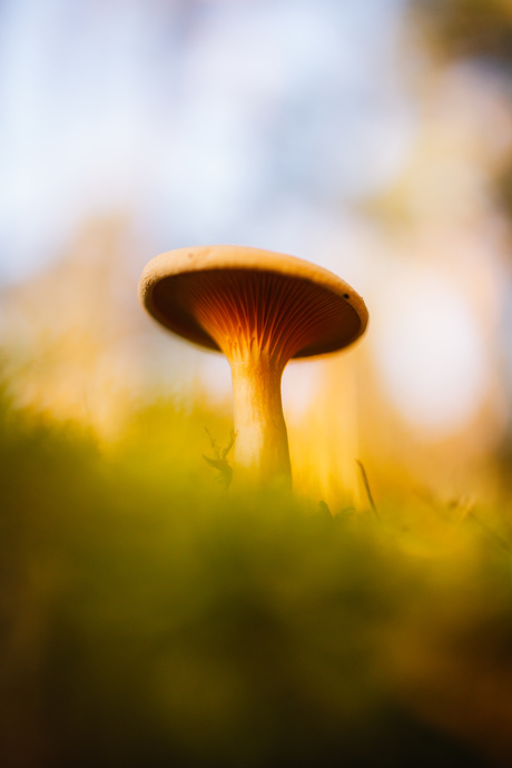 Paddenstoel perspectief