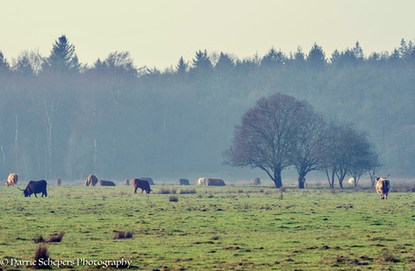 Een bond gezelschap Schotse Hooglanders 