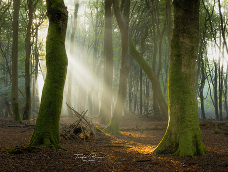 In het bos 