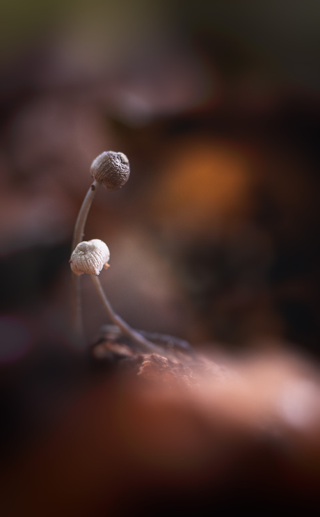 Paddenstoelen duo 