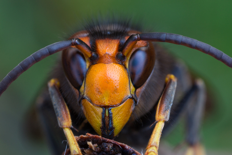 Aziatische hoornaar (Vespa velutina)