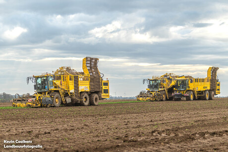 Ropa trio in de suikerbieten