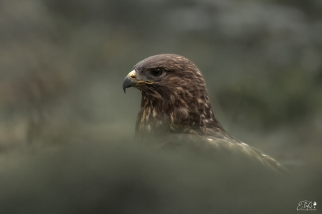 Buizerd