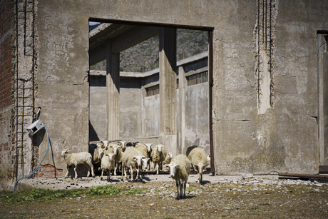 Cretan sheep