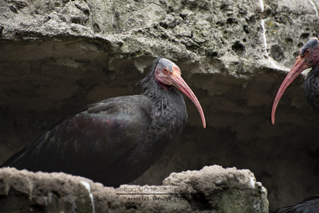 Kaalkop Ibis