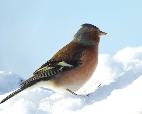 De sneeuw trotserend
